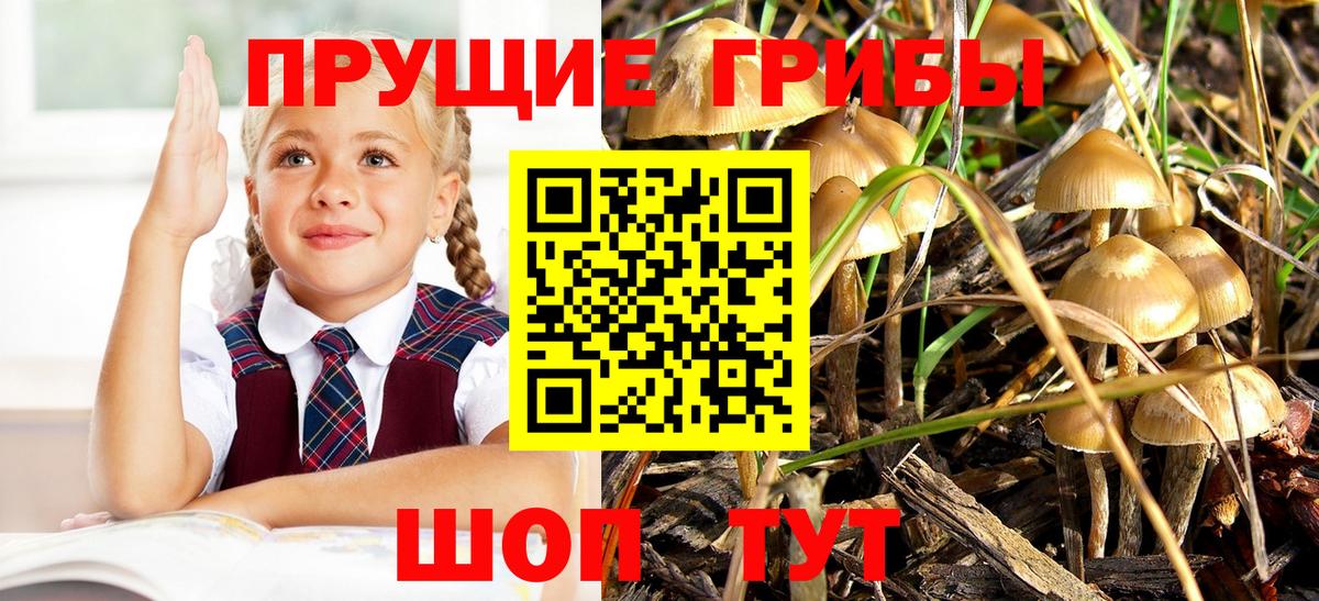 Псилоцибиновые грибы Psilocybe  Вход с VPN  Печора 